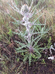 Cirsium hookerianum