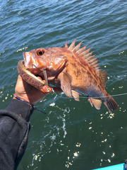 Sebastes auriculatus