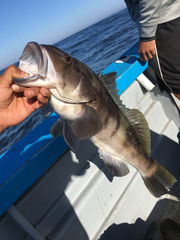 Paralabrax nebulifer