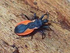 Archilestidium cinnabarinum