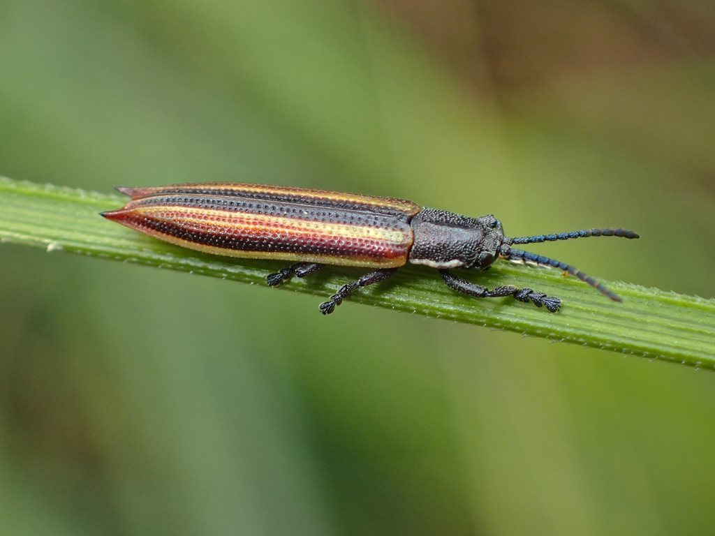 Eurispa vittata