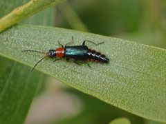 Carphurus cyanopterus