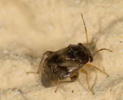 Coridromius chenopoderis
