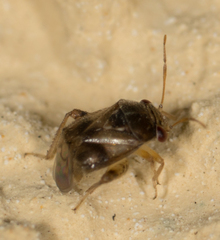 Coridromius chenopoderis