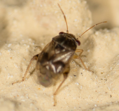 Coridromius chenopoderis