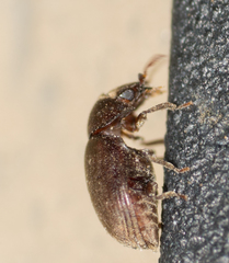 Tricorynus
