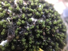 Ptychomitrium crispatum