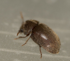 Tricorynus