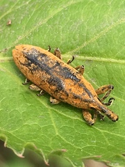 Lixus concavus
