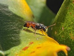 Hylaeus littleri