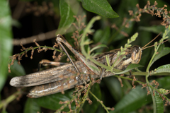Schistocerca nitens