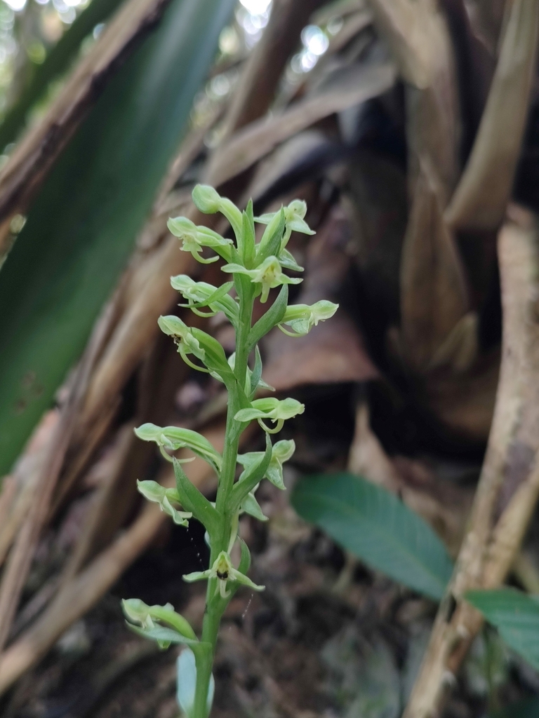 Habenaria josephensis