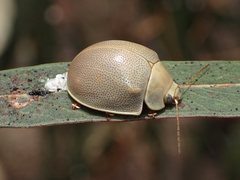 Paropsisterna crocata