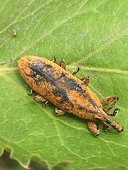 Lixus concavus