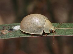 Paropsisterna crocata
