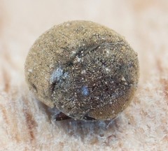 Tricorynus