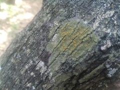 Lacrima aphanotripta