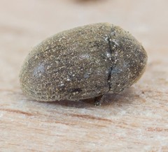 Tricorynus