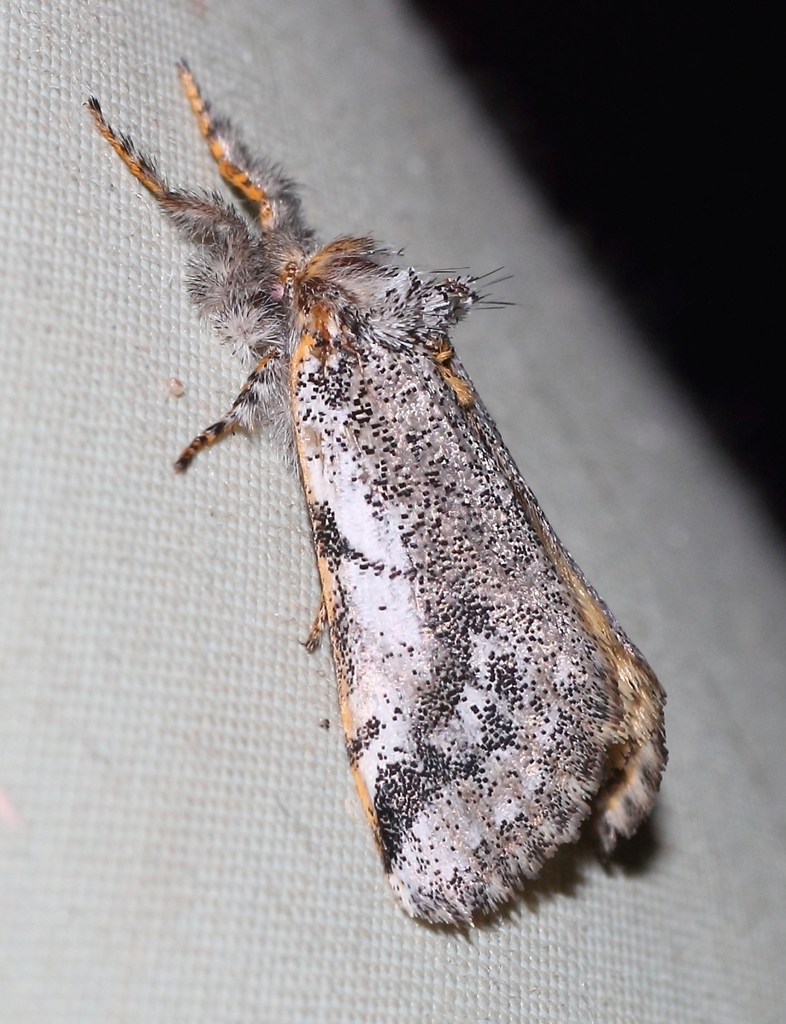 White-edge Tussock