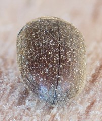 Tricorynus