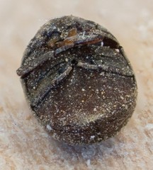 Tricorynus
