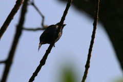 Passerina cyanea