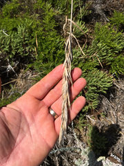 Bromus maritimus
