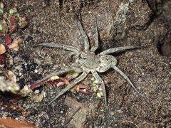 Portacosa cinerea