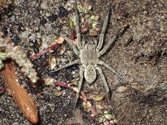 Portacosa cinerea