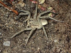 Portacosa cinerea