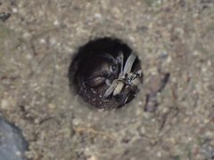 Portacosa cinerea