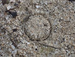 Portacosa cinerea