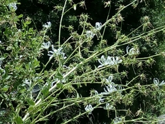 Michauxia campanuloides