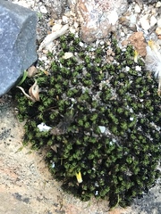 Ptychomitrium crispatum