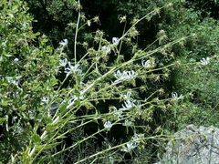 Michauxia campanuloides