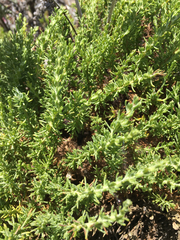 Ericameria ericoides