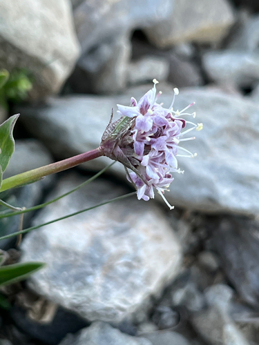 Image of Valeriana saliunca by (c) Fabien Anthelme, some rights reserved (CC BY-SA)