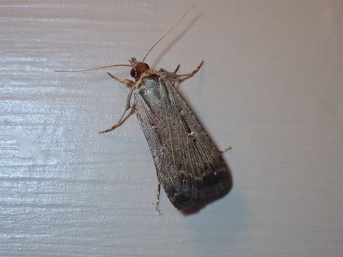 Tathorhynchus fallax