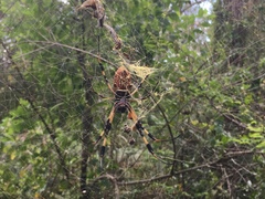 Trichonephila clavipes