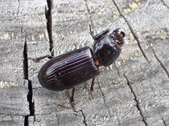 Aulacocyclus edentulus