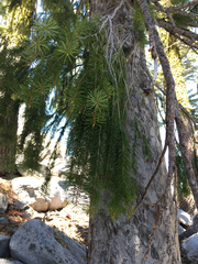 Picea breweriana