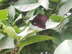 Papilio menatius victorinus