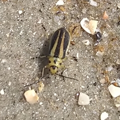 Trirhabda bacharidis