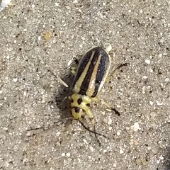 Trirhabda bacharidis