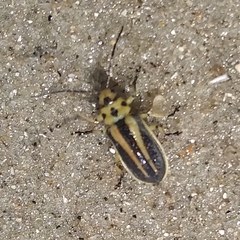 Trirhabda bacharidis