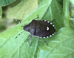 Holcostethus sphacelatus