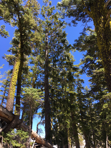 Brewer spruce (Picea breweriana)