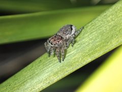 Maratus plumosus