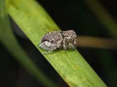 Maratus plumosus