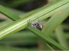 Maratus plumosus